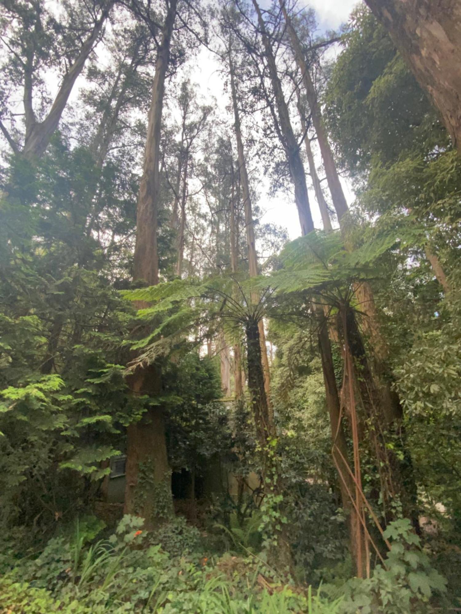 Sassafras Treehouse Private Home In The Dandenong Ranges, Victoria Kültér fotó